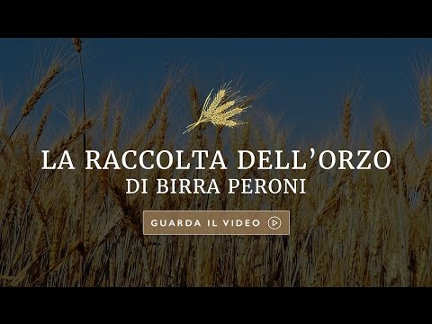 La raccolta dell’orzo di Birra Peroni