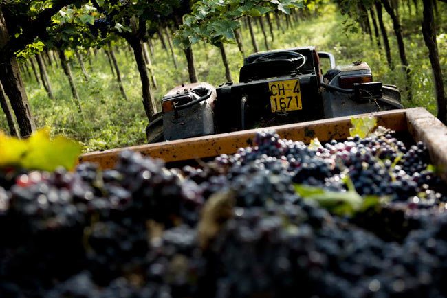 Vendemmia Cantina Tollo