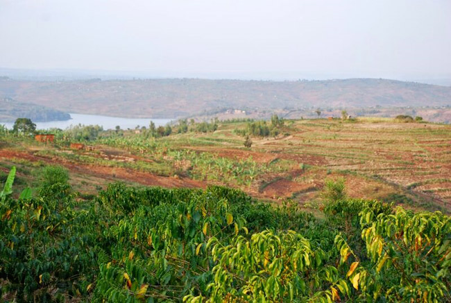 piantagioni-Rwanda