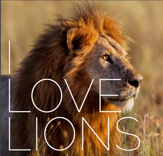 I-love-lions_jpg