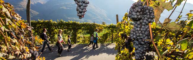 strada-dei-vini-consorzio-valtellian