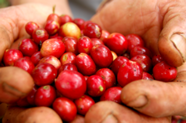 Coffee_berries,_fresh