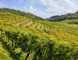 Il cambiamento climatico e gli effetti sulla produzione vitivinicola nel mondo