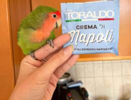 Cippi, il pappagallo influencer che ama le cialde di espresso napoletano